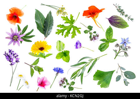 Collection de plantes médicinales et de fleurs fraîches isolées sur fond blanc Banque D'Images