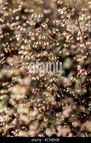 Heuchera Ebony et Ivoire Heuchera Garden contrastant petites fleurs de crème en sprays minces au début de l'été Banque D'Images