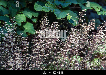 Corail Bells Heuchera Ebony et Ivoire Heuchera jardin contrastant petites fleurs de crème en pulvérisations minces au début de l'été en croissance sous Hamamelis Banque D'Images