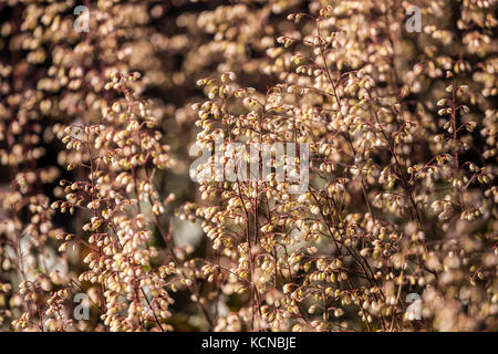 Heuchera Ebony et Ivoire Heuchera Garden contrastant petites fleurs de crème en sprays minces au début de l'été Banque D'Images