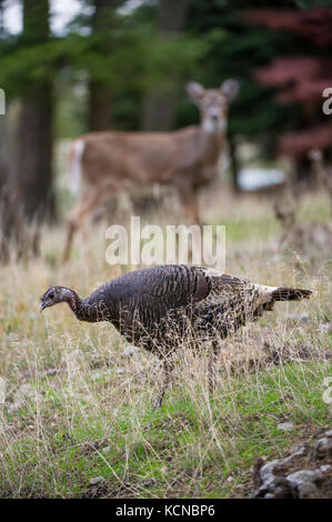 Homme Merriams dindes, Meleagris gallopavo merriami, Centre de l'Idaho, USA Banque D'Images