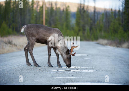 Le caribou des bois femelle, Rangifer tarandus caribou, Centre de la Colombie-Britannique, Canada Banque D'Images