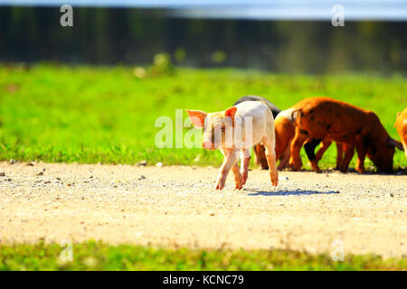 Funny piglet courir sur route de campagne Banque D'Images