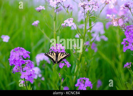 Un swallowtail butterfly explore les fleurs de printemps le long de la rivière Shuswap à Enderby dans la région de Shuswap de la Colombie-Britannique, Canada Banque D'Images