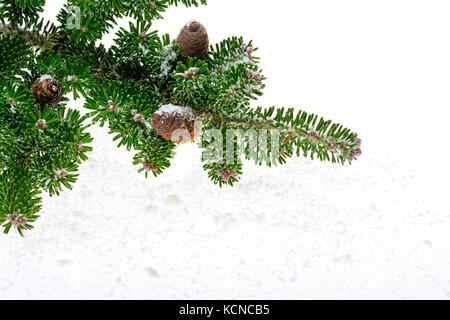 Direction générale des résineux vert avec de grands cônes arrosé par la neige. Banque D'Images