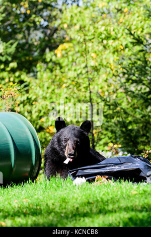 Un jeune ours noir jouit de la nourriture dans une poubelle dans Connaught Hill Park à Prince George, en Colombie-Britannique. Banque D'Images