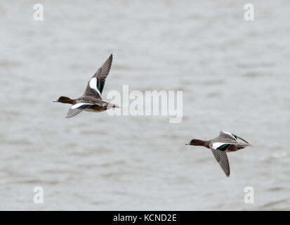 Deux Canards d'en vol Banque D'Images