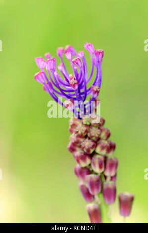 Tassel Jacinthe, Provence, Sud de France / (Muscari comosum) | Schopf-Traubenhyazinthe, Provence, Suedfrankreich / (Muscari comosum) Banque D'Images