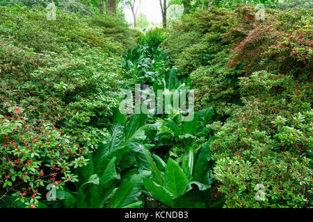 Petit ruisseau qui coule à travers isabella plantation, un jardin boisé à Richmond Park dans le sud ouest de Londres Banque D'Images