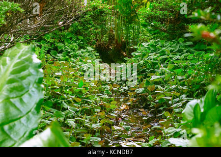 Petit ruisseau qui coule à travers isabella plantation, un jardin boisé à Richmond Park dans le sud ouest de Londres Banque D'Images