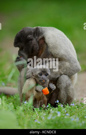 Brauner, Wollaffe Weibchen Jungtier mit / (Lagothrix lagotricha) | singe laineux commun, avec les jeunes femmes / (Lagothrix lagotricha) Banque D'Images