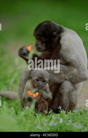 Brauner, Wollaffe Weibchen Jungtier mit / (Lagothrix lagotricha) | singe laineux commun, avec les jeunes femmes / (Lagothrix lagotricha) Banque D'Images