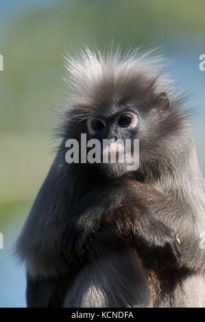 Singe Feuille sombre, la Malaisie / (Trachypithecus obscurus, écureuil, écureuil obscurus obscura) | Suedlicher Brillenlangur Banque D'Images