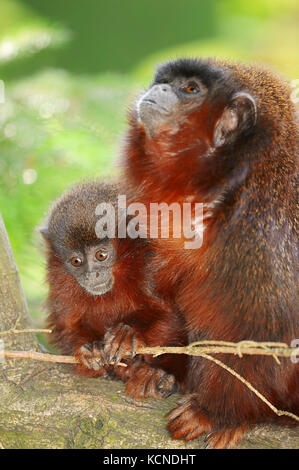 Titi cuivrée, femme avec de jeunes / (Callicebus cupreus) | Springaffe Weibchen mit Roter, Jungtier / (Callicebus cupreus) Banque D'Images