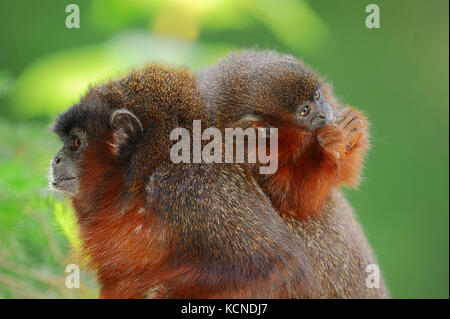 Titi cuivrée, femme avec de jeunes / (Callicebus cupreus) | Springaffe Weibchen mit Roter, Jungtier / (Callicebus cupreus) Banque D'Images