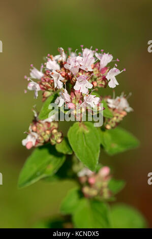 Majoram, Rhénanie du Nord-Westphalie, Allemagne / (Origanum vulgare) | Origan, Nordrhein-Westfalen, Deutschland Banque D'Images