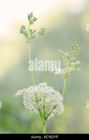 La reine-des-Prés, Rhénanie du Nord-Westphalie, Allemagne / (Filipendula ulmaria) | Maedesuess Echtes, Nordrhein-Westfalen, Deutschland Banque D'Images