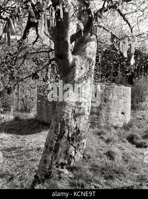 Des bandes de tissu (clouties) pendent en hêtre à côté de St Mary's Well, Culloden. Un ancien bien païen christianisé en partie mais toujours utilisé pour la guérison Banque D'Images