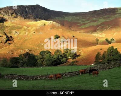 Sunlit hillside, borrowdale, parc national de lake District, Cumbria, Royaume-Uni Banque D'Images