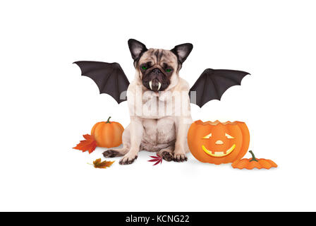 Le PUG dog habillé en chauve-souris pour Halloween, la citrouille drôle avec lanterne, isolé sur fond blanc Banque D'Images