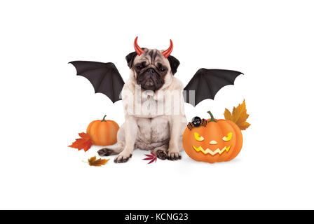 Le PUG dog habillé en diable pour halloween, avec citrouilles lanterne, isolé sur fond blanc Banque D'Images