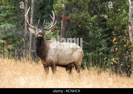 Bull wapitis (Cervus elaphus) brames, Jasper National Park, Alberta, Canada Banque D'Images