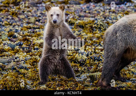 Grizzly Bear cub côtières (ursus arctos) Comité permanent, de recherche de nourriture le long du littoral de belles Knight Inlet, en Colombie-Britannique, Canada. Banque D'Images