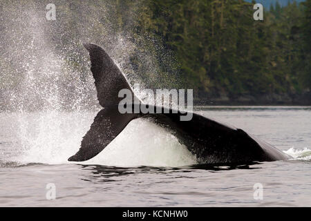 Un grand mâle baleine à bosse frapper sa grande queue sur l'eau de Fluke, alias queue gifles, dans l'inlet Knight, British Columbia, canada Banque D'Images