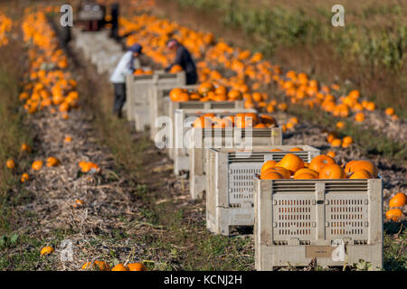 Les travailleurs agricoles de la récolte des citrouilles pour l'halloween et pour la vente au marché. Banque D'Images