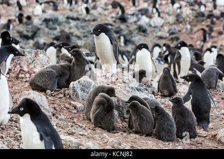 Une grande colonie de manchots Adélie existe sur l'île Paulet, près de l'extrémité de la péninsule antarctique. Banque D'Images