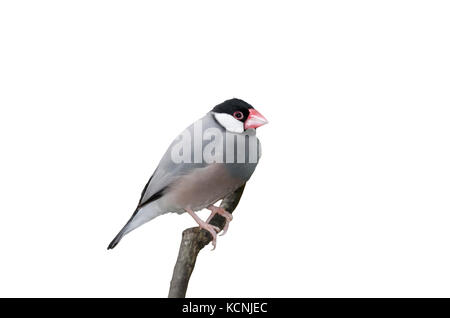 (JAVA SPARROW Padda oryzivora) en captivité Banque D'Images