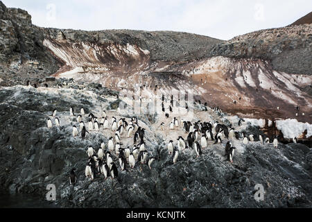 La fonte des neiges s'exécute en bas de la falaises garance sur joinville île qui accueille une grande colonie de manchots Adélie, joinville island, antarctic peninsula Banque D'Images