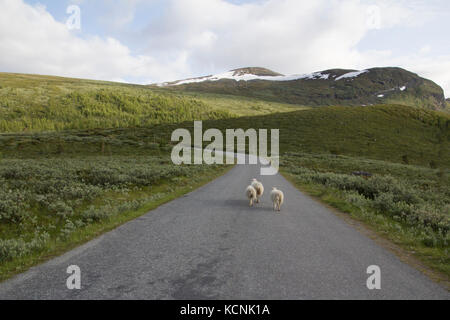 Moutons sur la montagne en joutunheimen en Norvège Banque D'Images