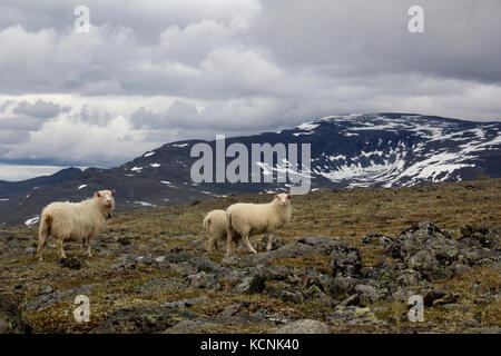 Moutons sur la montagne en joutunheimen en Norvège Banque D'Images