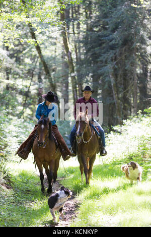 Les cavaliers avec leurs chevaux d'exercice avec leurs chiens sur un réseau de sentiers dans le ruisseau Black, la vallée de Comox Banque D'Images