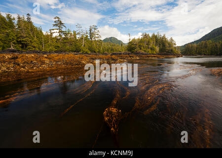 Le varech de taureau pousse dans des forêts riches dans les eaux entourant la région de Kyuquot, île de Vancouver, Colombie-Britannique, Canada Banque D'Images