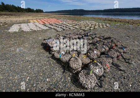 Huîtres et palourdes récoltés sur estran ligne location les rives de Fanny Bay, près de la vallée de Comox. L'île de Vancouver. Banque D'Images