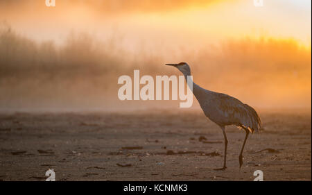 Grue du Canada (Grus canadensis), dans l'aube la brume, piper spit, Burnaby Lake, British Columbia, canada Banque D'Images