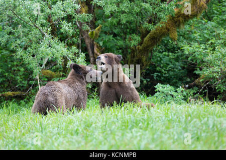 Ours grizzli (Ursus arctos horribilis), jeune mâle et femelle (à droite), la cour d'entrée khutzeymateen, khutzeymateen grizzly bear sanctuary, British Columbia, canada Banque D'Images