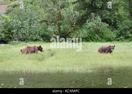 Ours grizzli (Ursus arctos horriblis), une cour pour la paire (femelle à droite) manger du lyngbye (Carex lyngbyei), sanctuaire de grizzlis khutzeymateen, British Columbia, canada. Les deux sont les jeunes ours. Banque D'Images