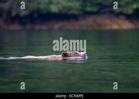 Ours grizzli (Ursus arctos horribilis), grand mâle, natation, d'entrée de khutzeymateen, khutzeymateen grizzly bear sanctuary, British Columbia, canada Banque D'Images