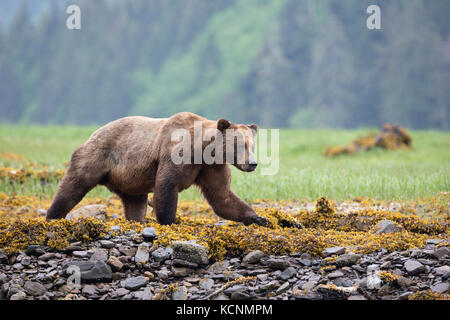 Ours grizzli (Ursus arctos horribilis), grand mâle, d'entrée de khutzeymateen, khutzeymateen grizzly bear sanctuary, British Columbia, canada Banque D'Images