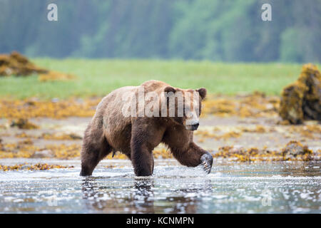 Ours grizzli (Ursus arctos horribilis), grand mâle, d'entrée de khutzeymateen, khutzeymateen grizzly bear sanctuary, British Columbia, canada. Banque D'Images