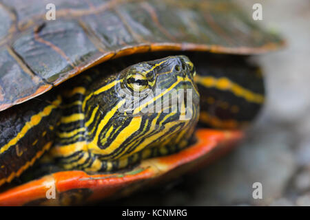 Tortue peinte de l'ouest (Chrysemys picta bellii), femme, Nicomen Slough, Agassiz (Colombie-Britannique), Canada. La population de la côte du Pacifique de cette espèce est en voie de disparition au Canada. Banque D'Images