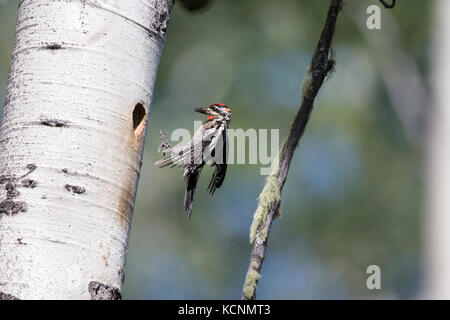 Pic Ã nuque rouge (Sphyrapicus nuchalis), femme, volant à cavité de nidification dans le tremble (Populus tremuloides), avec les insectes pour les poussins, région de Cariboo, en Colombie-Britannique, Canada Banque D'Images