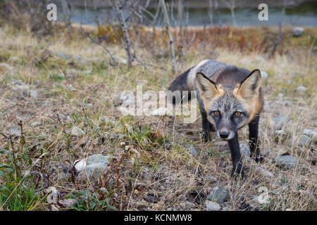 Cross fox (Vulpes vulpes), une phase de la couleur red fox, chilcotin, en Colombie-Britannique, Canada. Banque D'Images