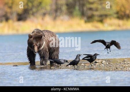 Ours grizzli (Ursus arctos horribilis), un petit garçon de deux ans qui mange du saumon rouge (Oncorhynchus nerka) et des corneilles d'Amérique (Corvus brachyrhynchos), région de Chilcotin, Colombie-Britannique, Canada Banque D'Images