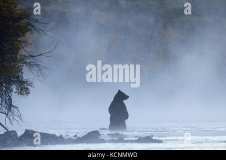 Ours grizzli (Ursus arctos horribilis), femme debout dans la brume du matin, la région de Chilcotin, en Colombie-Britannique, Canada. Banque D'Images