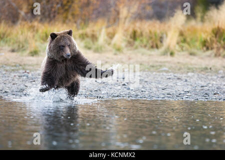 Ours grizzli (Ursus arctos horribilis), Cub, de charge, de la région de Chilcotin, en Colombie-Britannique, Canada. Banque D'Images