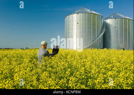 L'homme à l'aide d'un ordinateur portable dans un domaine de la floraison du canola à cellules à grains(silos) dans l'arrière-plan, en Saskatchewan, au Manitoba, Canada Banque D'Images